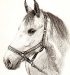 Der Lipizzaner